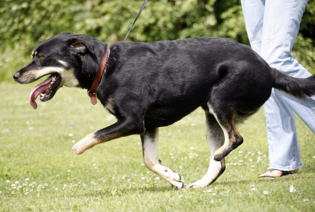 2legged dog symbol of trapping flap News, Sports, Jobs Lawrence